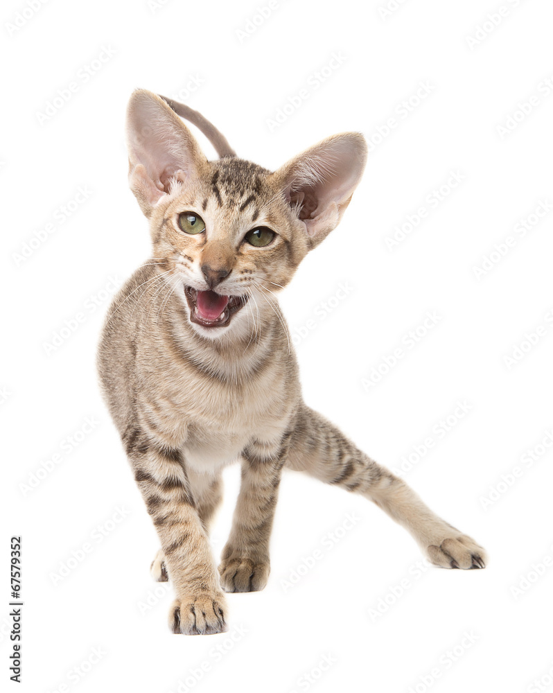 Funny angry oriental shorthair kitten. Go in attack. Isolated on