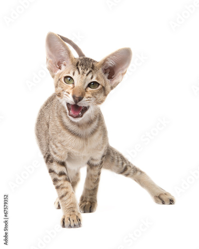 Funny angry oriental shorthair kitten. Go in attack. Isolated on