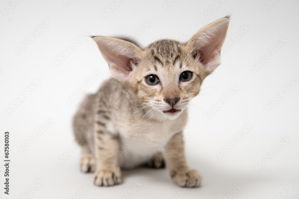 Obraz premium Sad red oriental kitten close-up