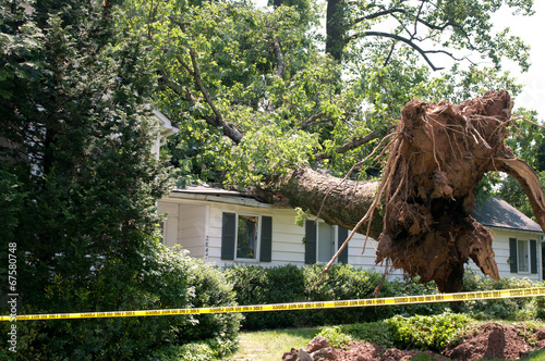 Uprooted tree photo