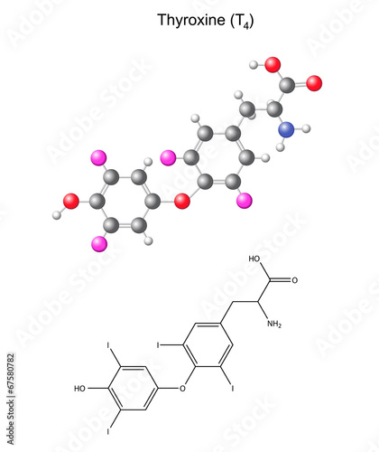 Structural chemical formula and model of thyroxine -  hormone