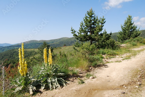 Passing along mullein and pines