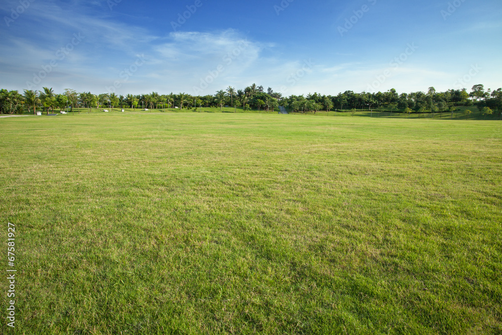 Green lawn and trees in the park