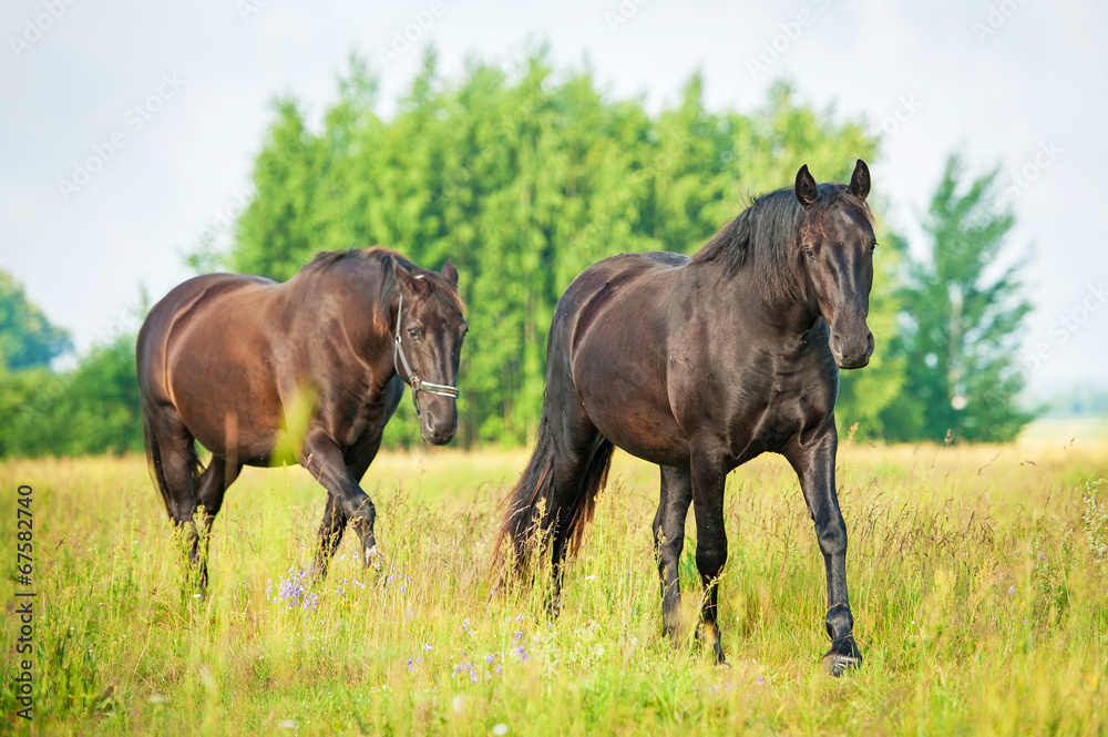 Two black horses on the pasture Two black horses on the pasture