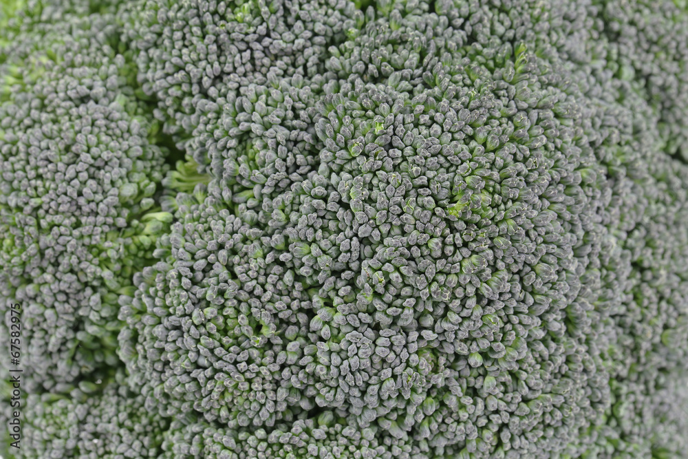 Fresh broccoli close up. Macro. Fresh broccoli close up. Macro.