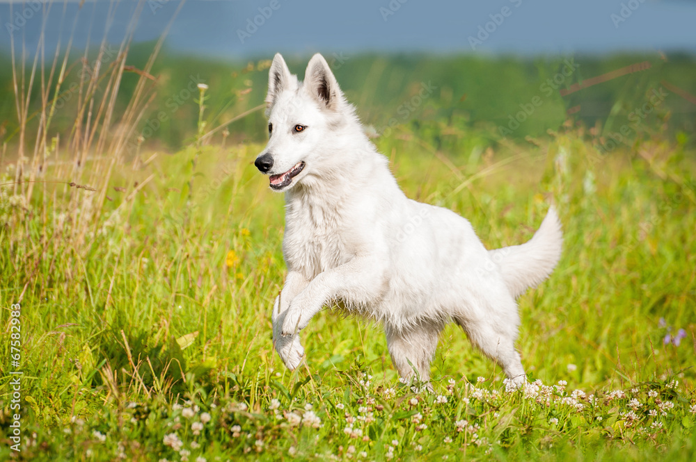 White swiss shepherd running on the field White swiss shepherd running on the field