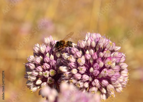 Bee on wild flowers of allium photo