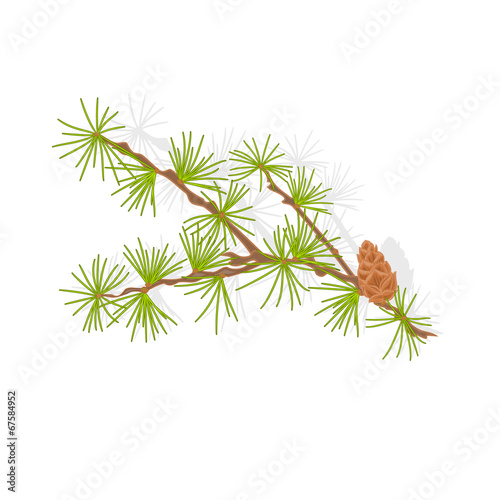 Larch tamarack branch vector illustration