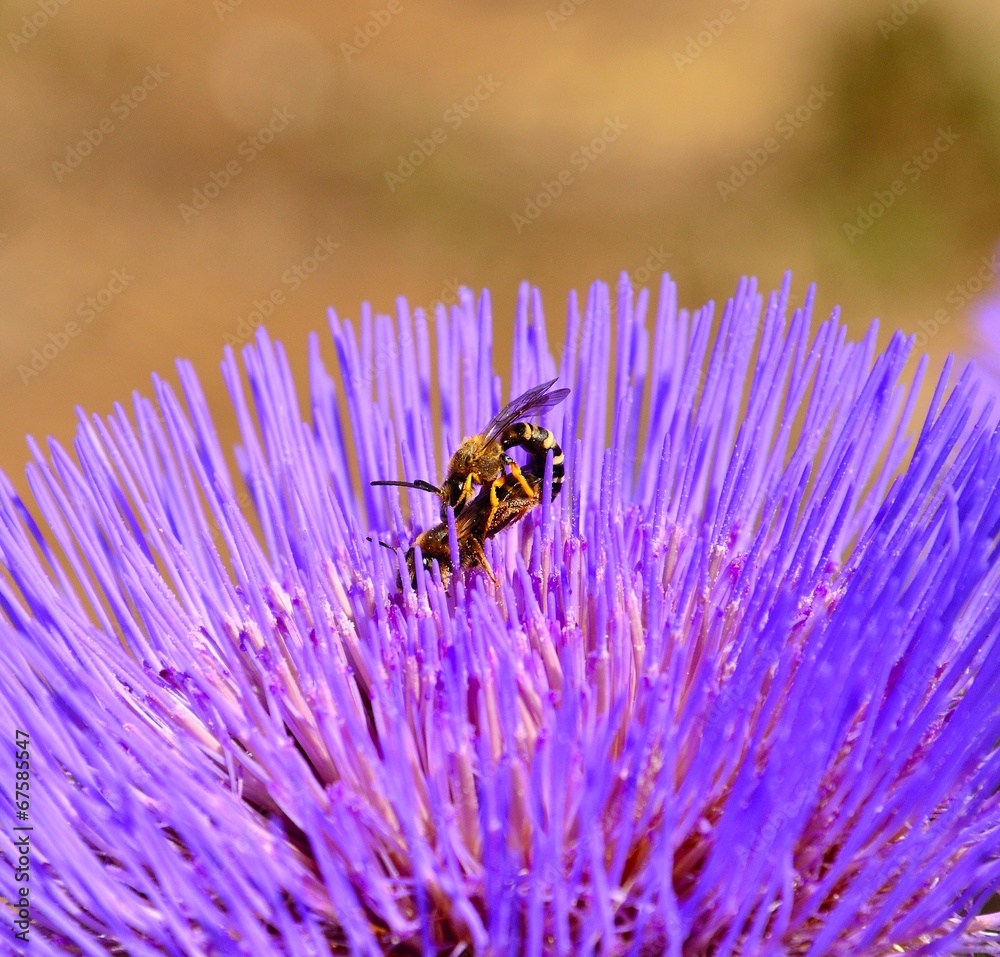 Wasps on artichoke flower in its mating ritual