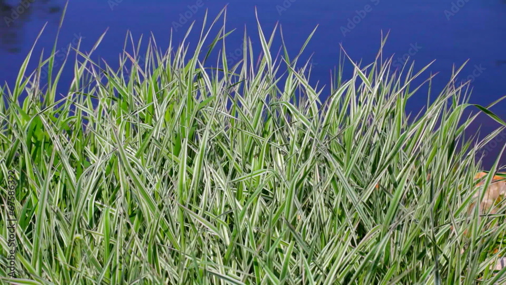 Green grass near water, Phalaris arundinacea