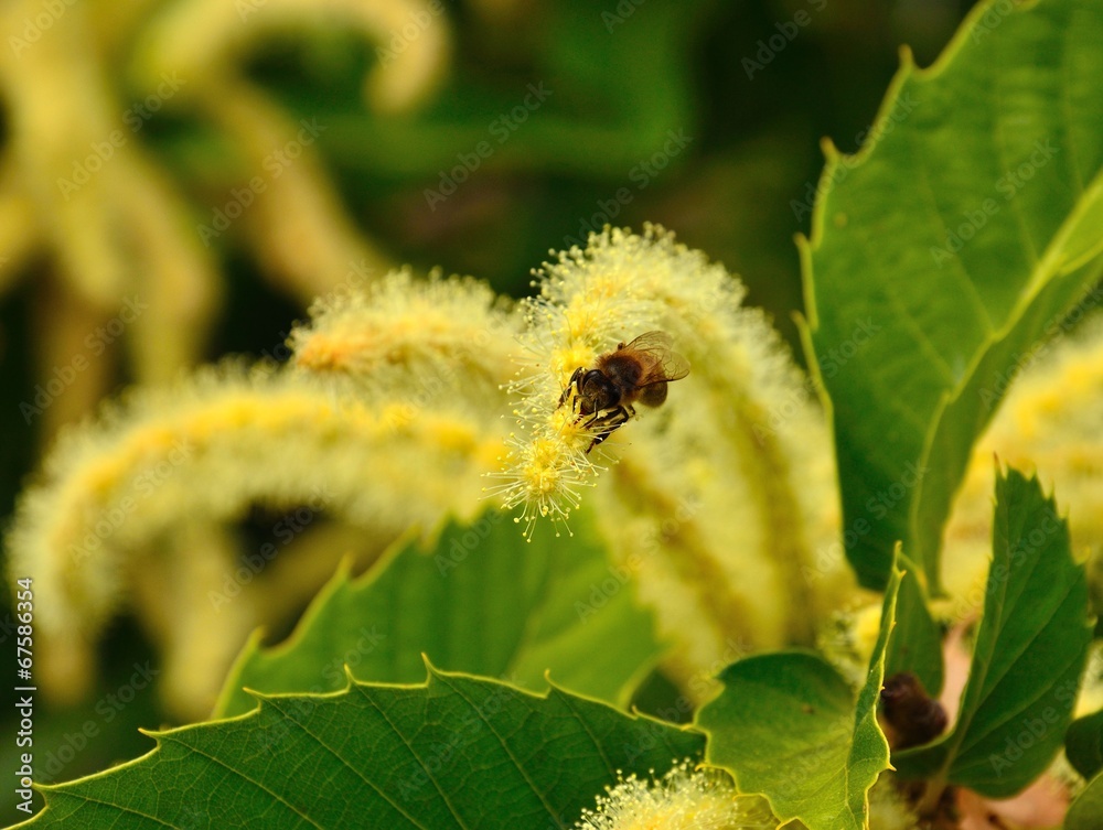 Fototapeta premium Bee on chestnut wild flowers