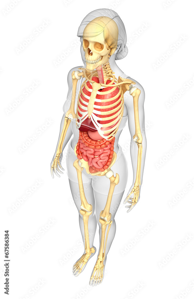 Female skeleton and digestive system