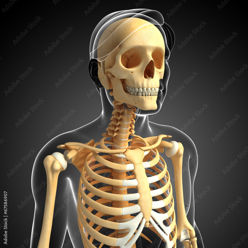 Male front view skeleton Male front view skeleton