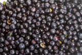 Background of blueberries