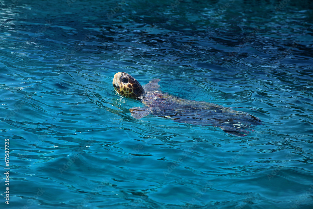 Turtle in water