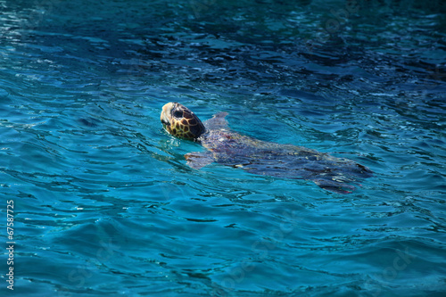 Obraz na płótnie Turtle in water w salonie
