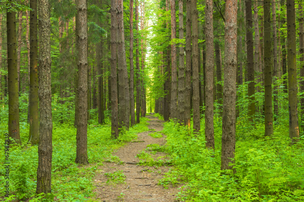 pathway in the forest of tall trees