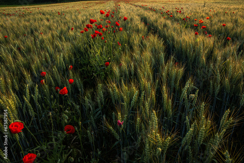 Bild auf Leinwand Champs céréales coquelicots