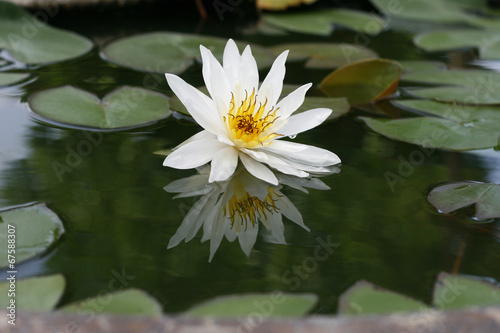 Beautiful white lotus in the pond
