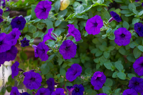 Petunias flower