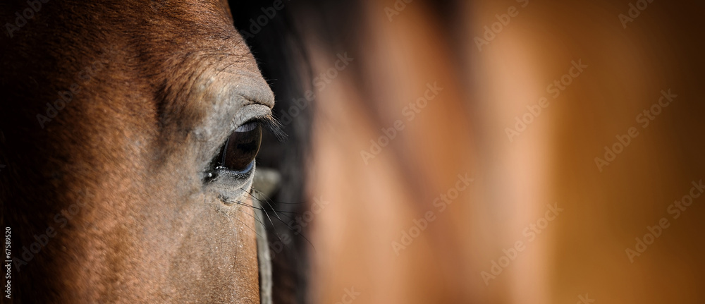 Oko konia arabskiego <span>plik: #67589520 | autor: byrdyak</span>