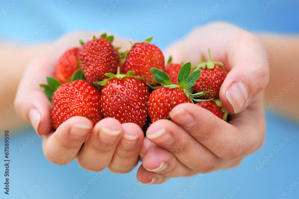 Obraz premium Hands holding fresh strawberries