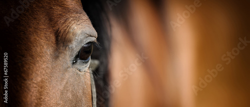 Eye of Arabian bay horse © byrdyak