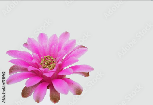 Cactus flower