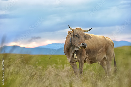 Fototapeta Naklejka Na Ścianę i Meble -  Cow in nature