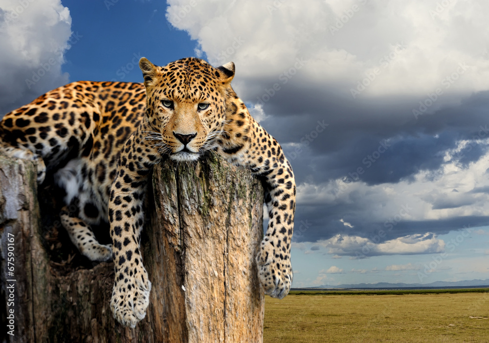 Obraz premium Leopard