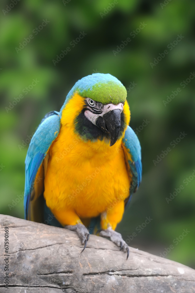 Parrot bird (Severe Macaw)