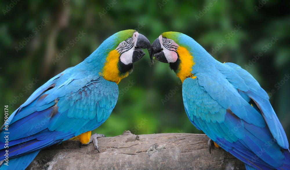 Fototapeta premium Parrot bird (Severe Macaw)