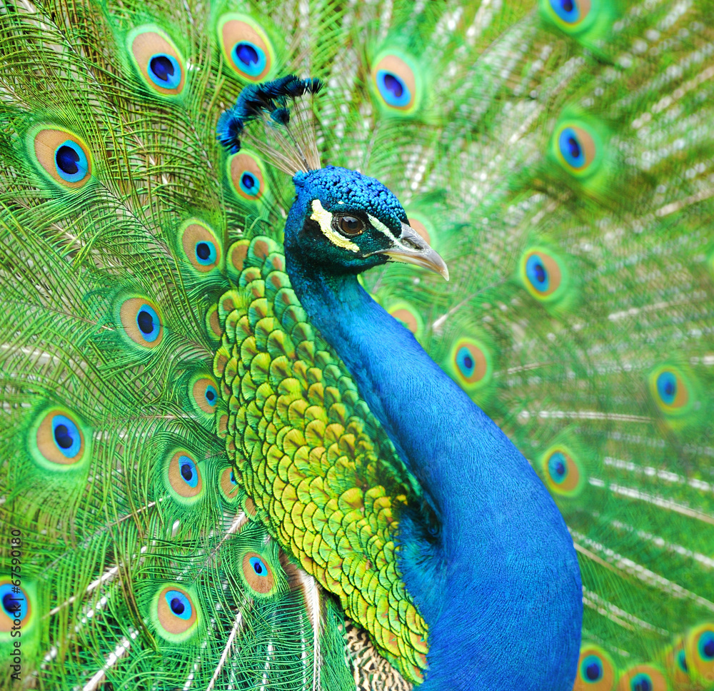 Obraz premium Portrait of beautiful peacock
