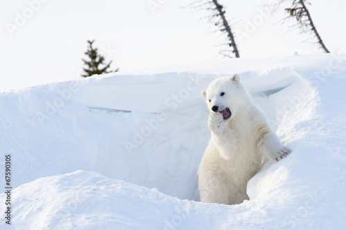 Polar bear (Ursus maritimus) cub playing around den.