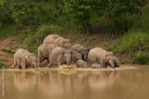 Photography Herd of wild elephants are to swim in the lake.