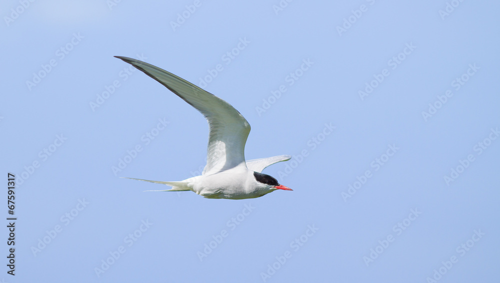 Fototapeta premium Arctic Tern