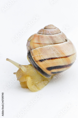 Escargot photo