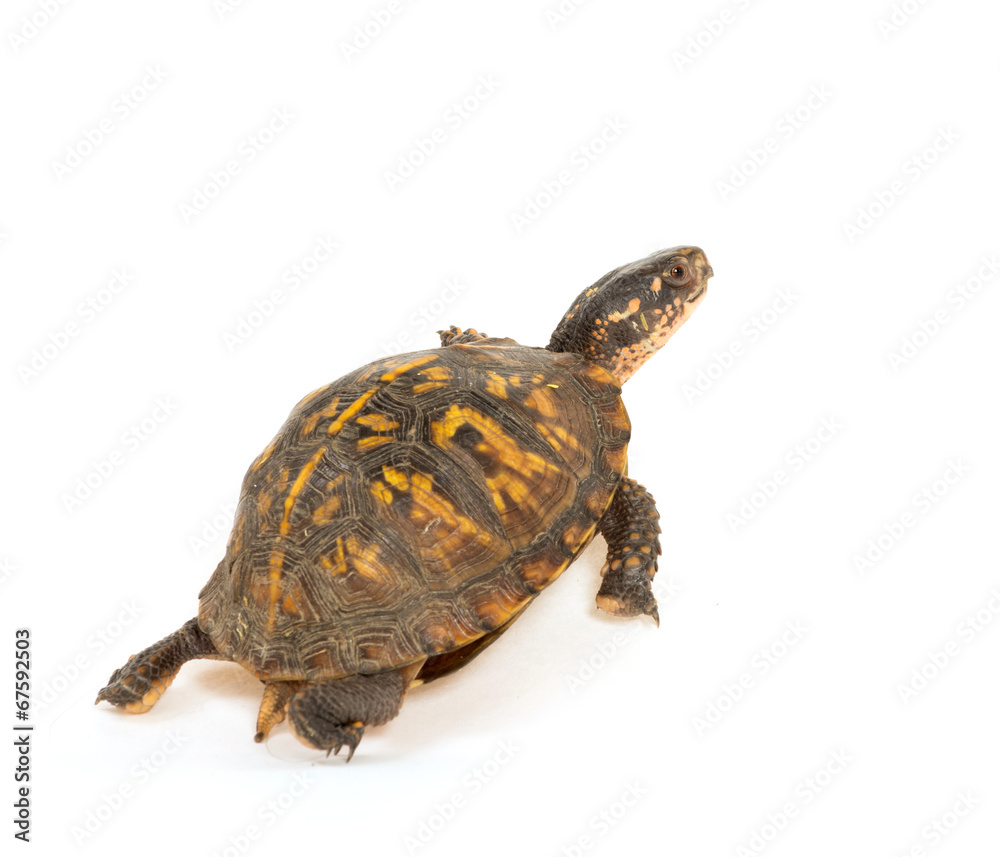 Fototapeta premium Eastern box turtle