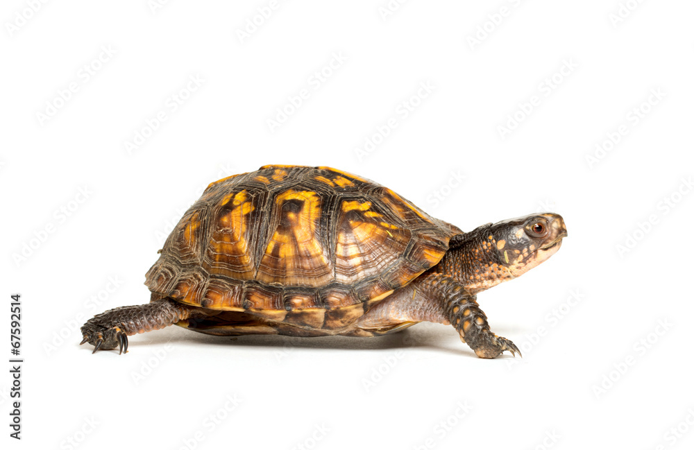 Obraz premium Eastern box turtle
