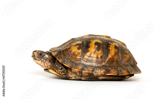 Eastern box turtle © Tony Campbell