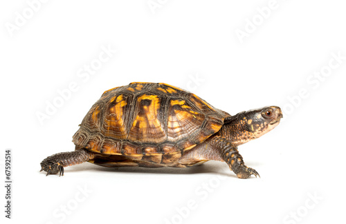 Eastern box turtle © Tony Campbell