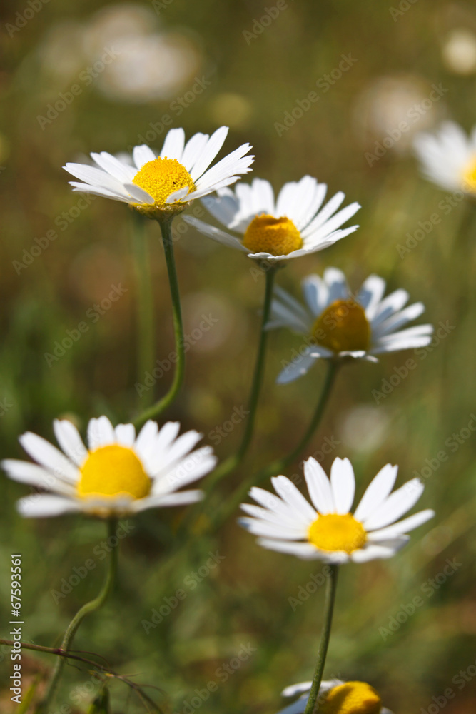 Fototapeta premium Close-up of Chamomile flower in the nature