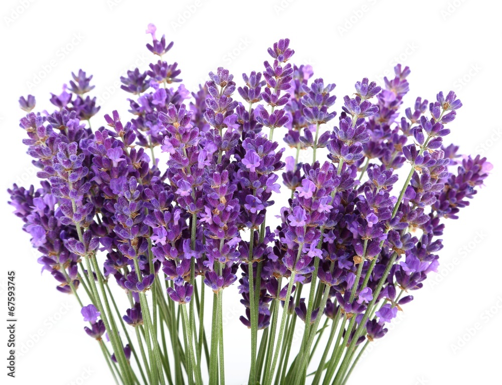Fototapeta premium Lavender