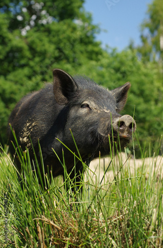 pig little black 2