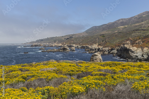 Big Sur Wild Flowers