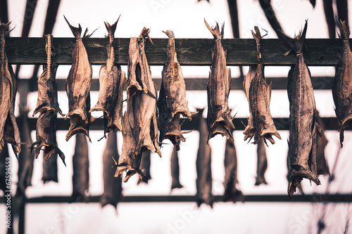 norther traditional stockfish outdoor drying on the sun