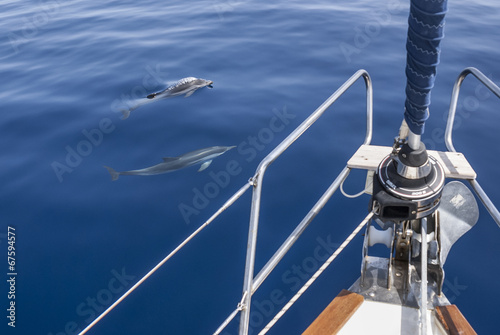 Delphine begleiten eine Yacht