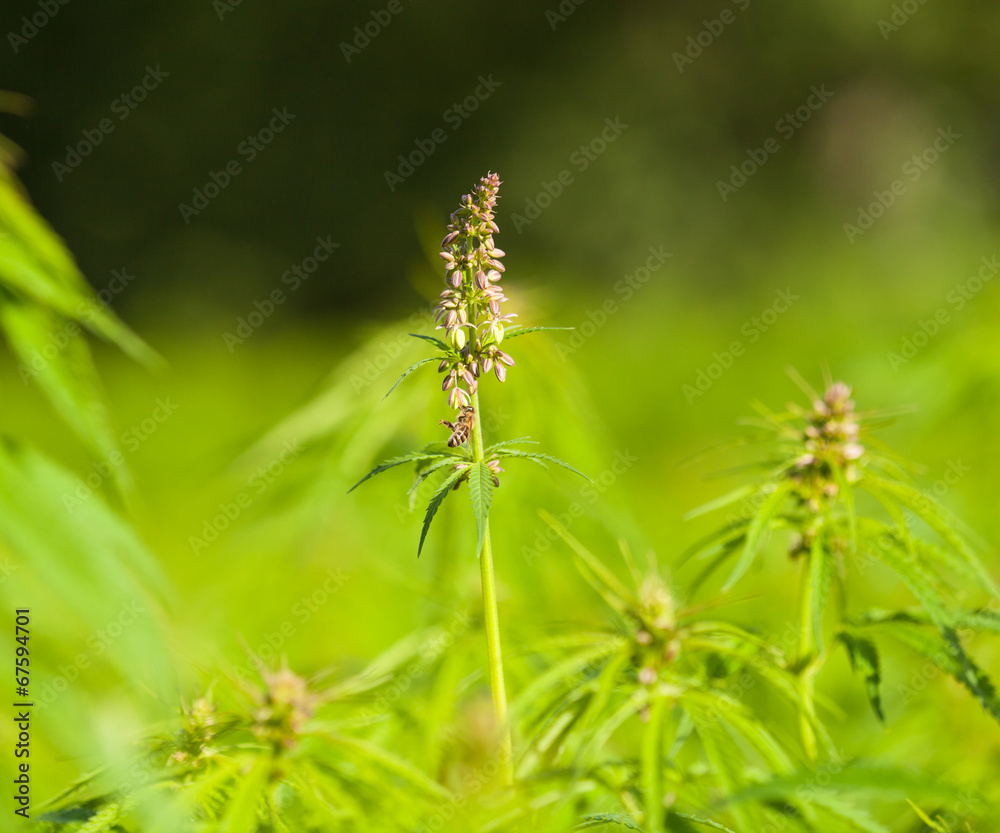 Marihuana plants, macro photo, low depth of focus