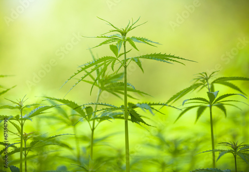 Marihuana plants, macro photo, low depth of focus