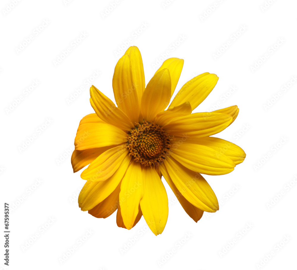 Obraz premium yellow daisy